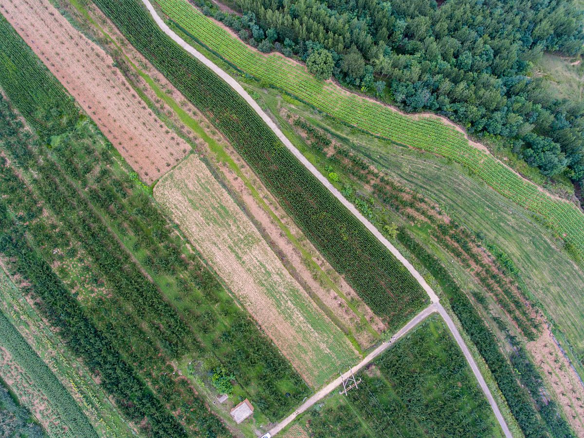 退耕还林政策：对中国工业和国民经济的积极影响