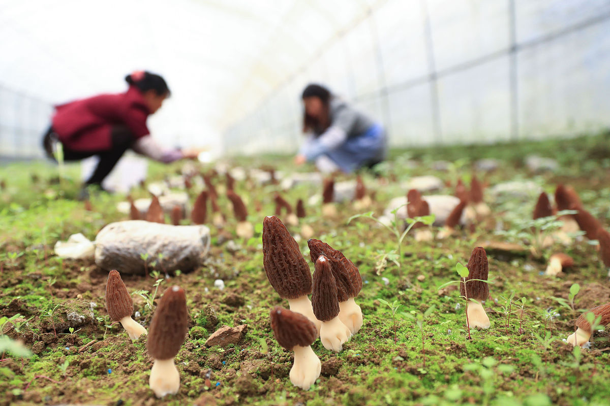 围场县有种羊肚菌的地方吗回答+拓展