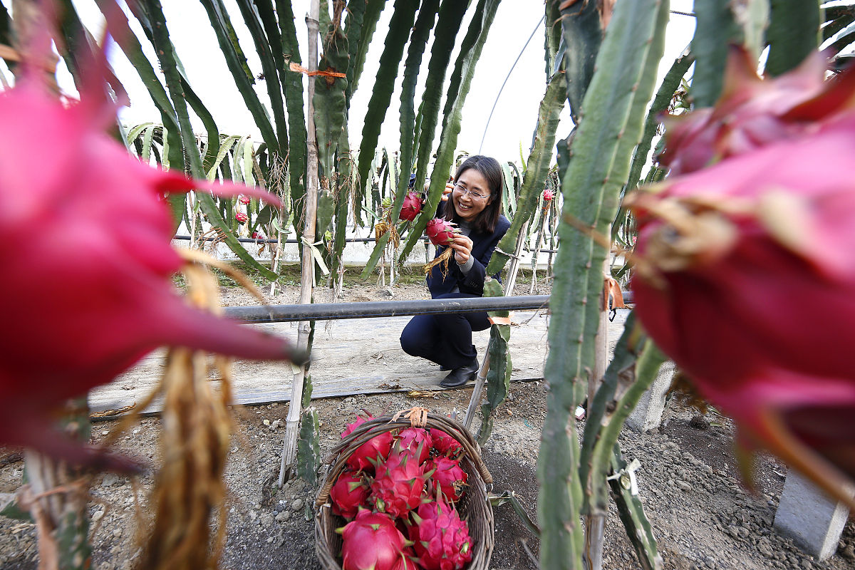 火龙果怎样获得