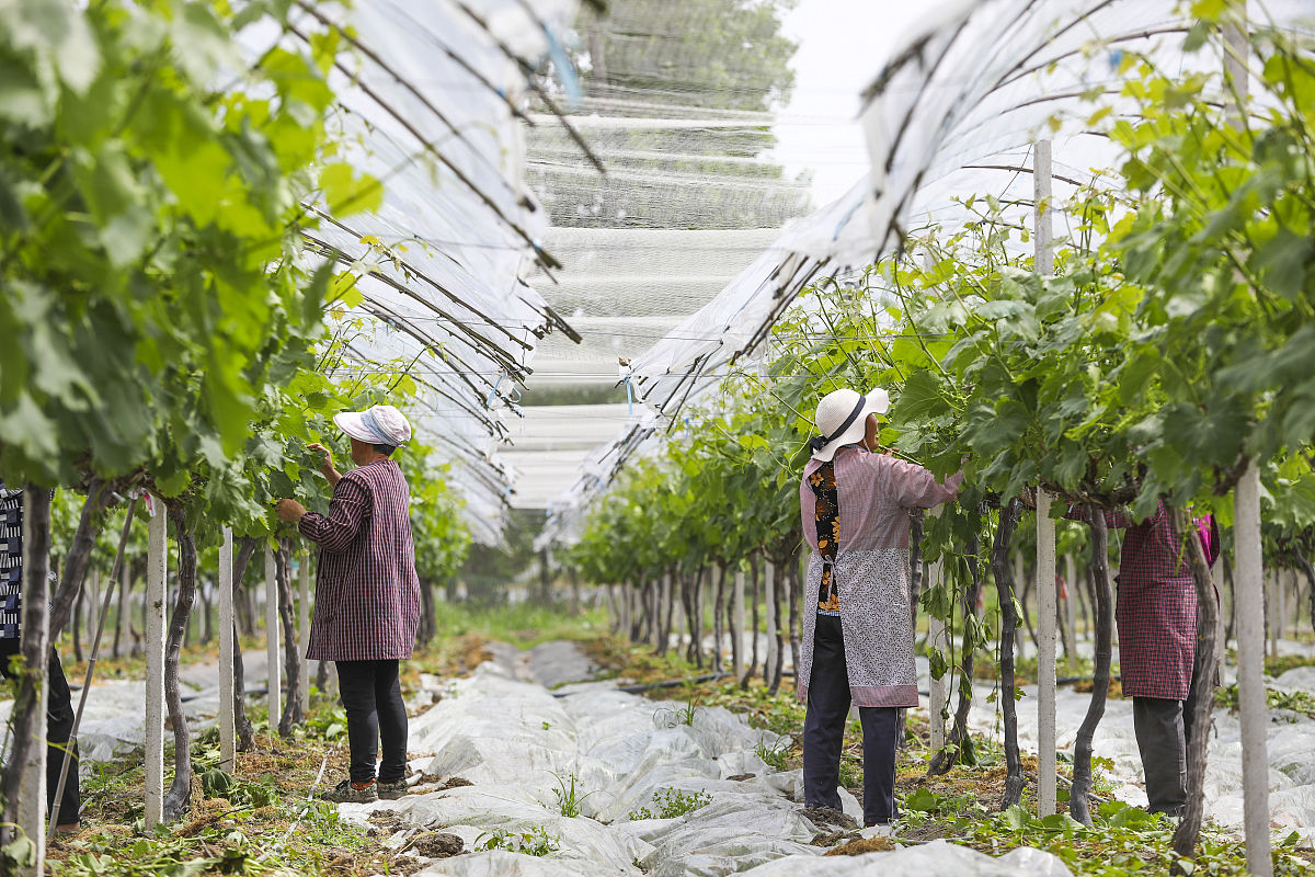 新型葡萄农产品产业展望：技术创新、市场需求和可持续发展