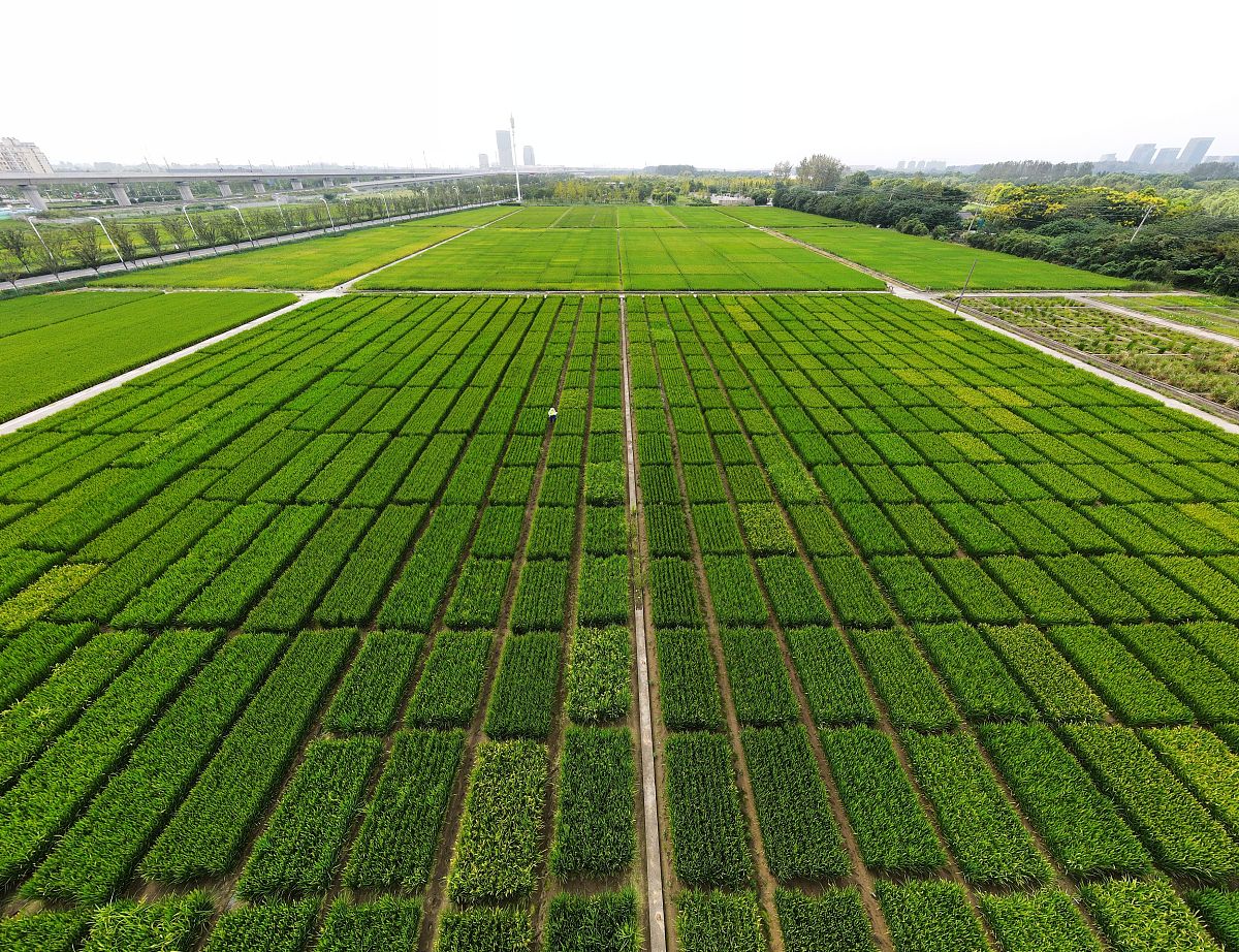 农村高标准农田建设:提升农业生产力,促进农民增收 农村高标准农田建设:提升农业生产力,促进农民增收