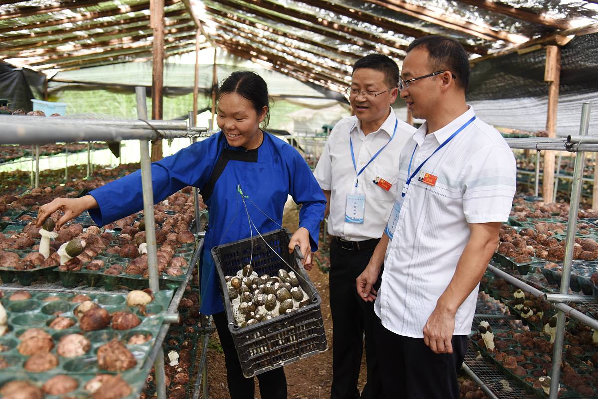 精准扶贫食用菌生态种植竞争分析1000字
