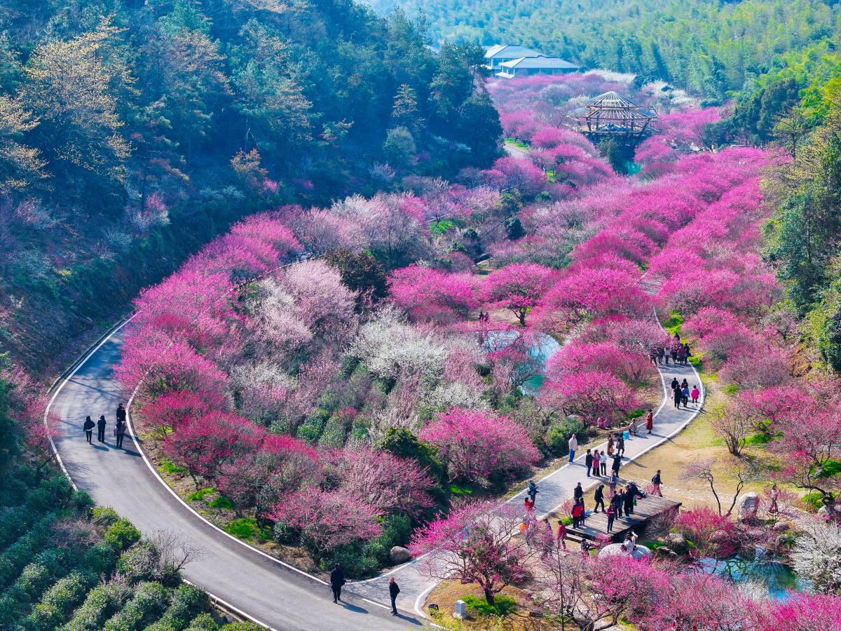 重庆周边区县看樱花的地方(重庆周边区县看樱花的地方有哪些)