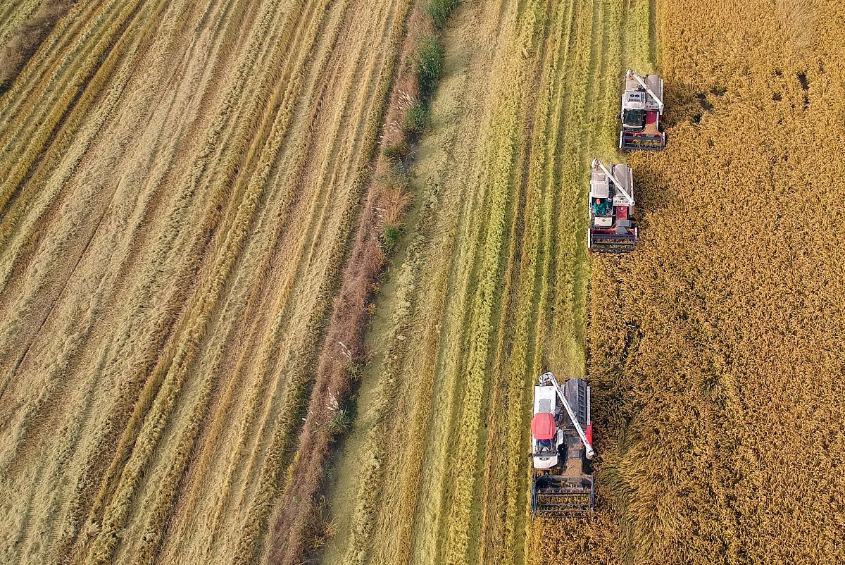 粮食安全形势与政策分析：挑战与应对