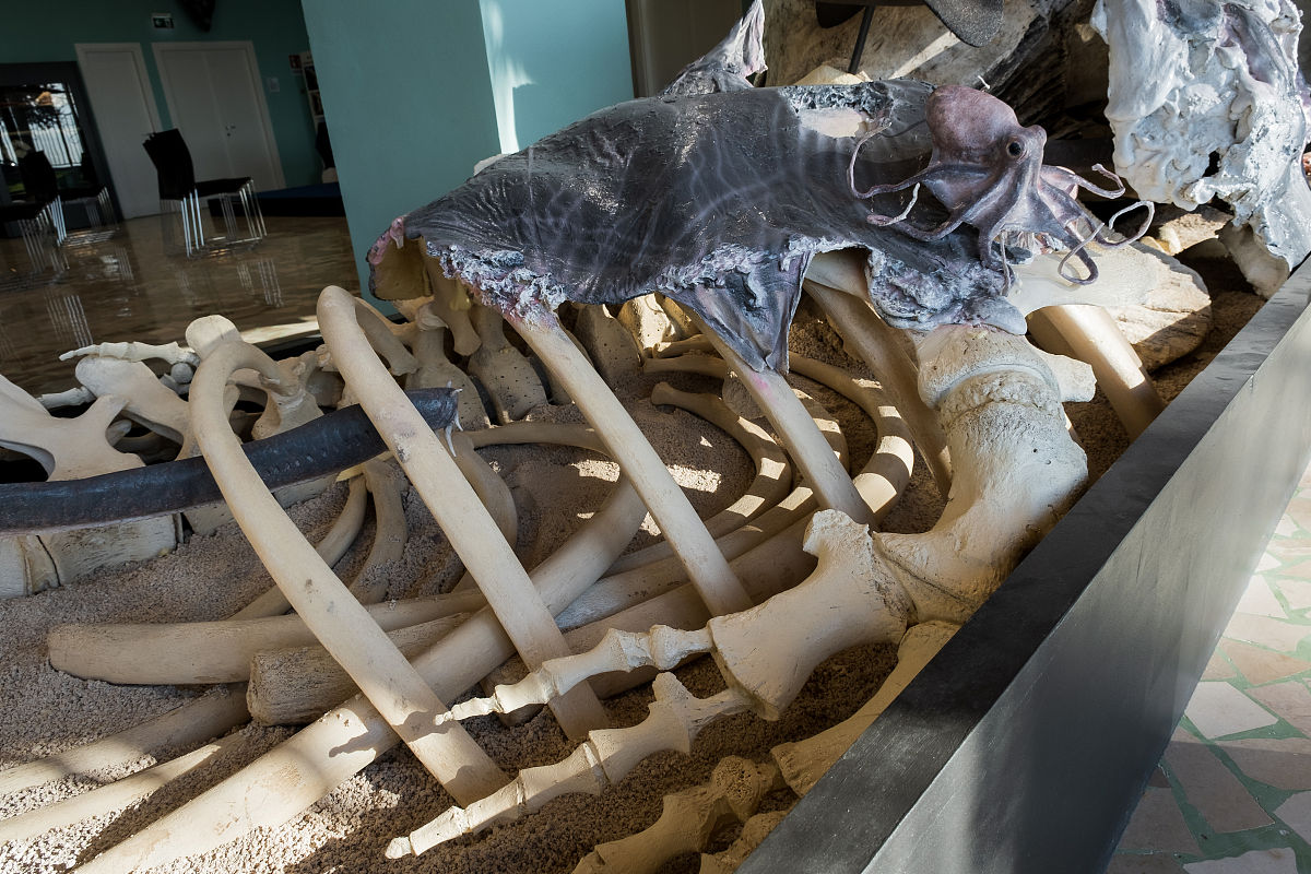 《BIOLOGY OF REPRODUCTION》期刊现任主编是谁？