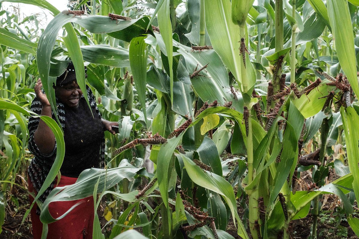 联合国宪章内容：宗旨、原则、结构、机构 - 维持国际和平与安全的基石