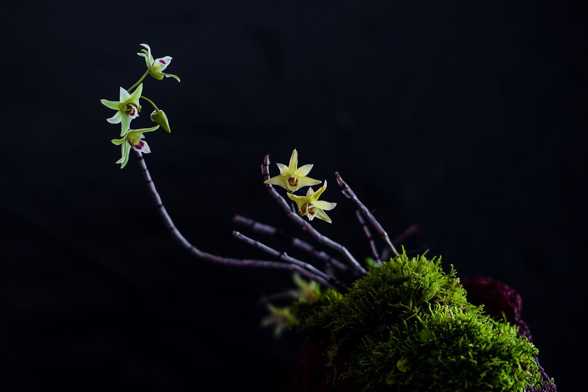 2020年5月7日,深圳一居民家中种植的铁皮石斛开花了.