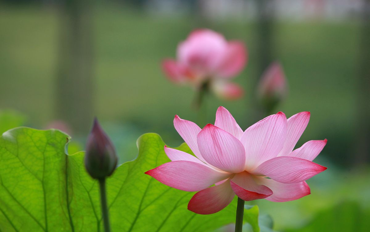 2019年6月16日,南京,玄武湖景区内拍摄的荷花,争奇斗艳,煞是好看.