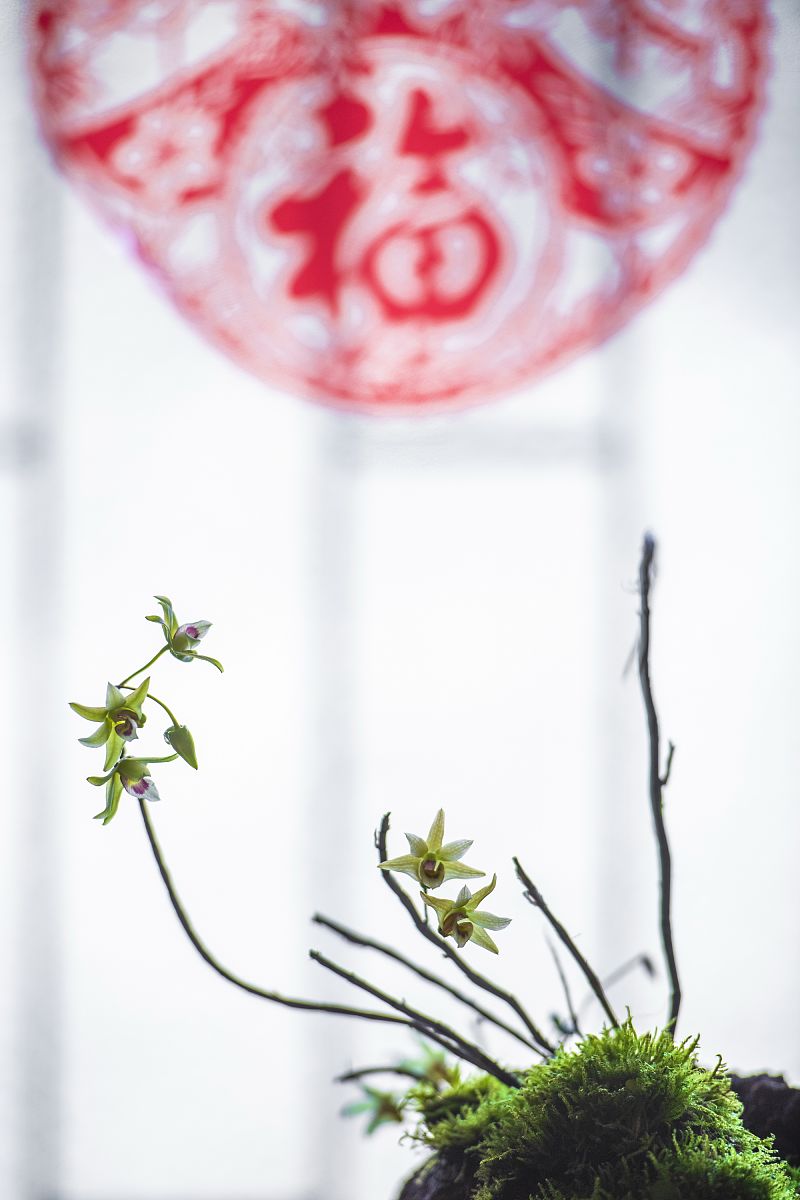 2020年5月7日,深圳一居民家中种植的铁皮石斛开花了.