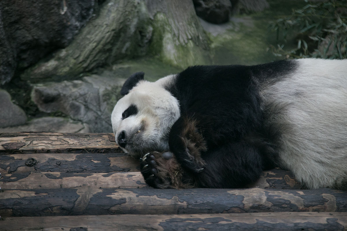 小学生游动物园记：精彩旅程，欢乐无限！