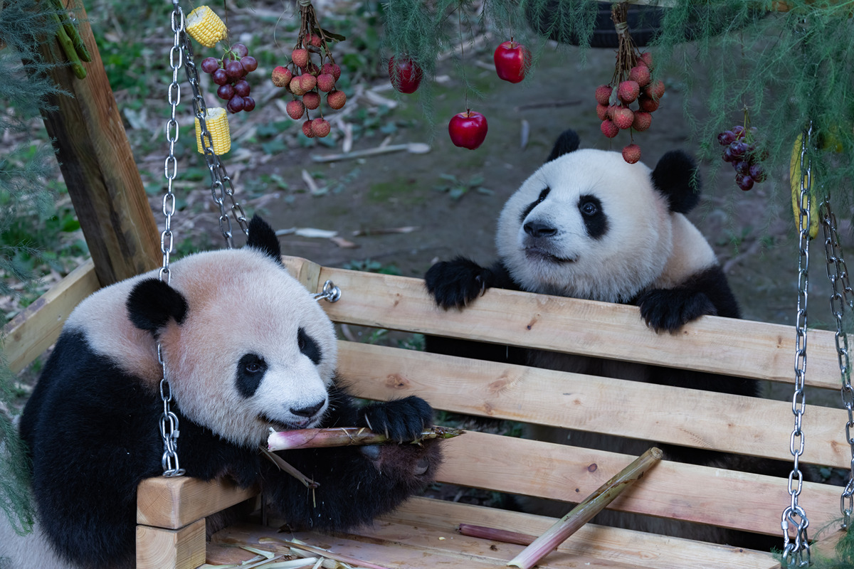 关于旅美大熊猫丫丫返回中国一事的评论不少于200字