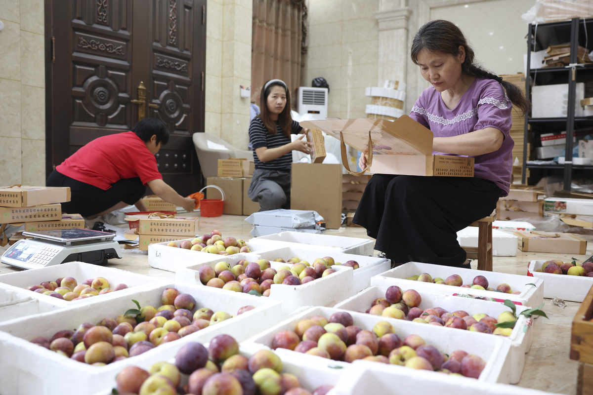 阿康的努力得到了回报他的快递站点逐渐成为了当地百香果的销售中心。果农们也得到了更多的收益生活变得更加美好。阿康的成功不仅为自己带来了经济上的收益也为他的家乡带来了更多的发展机遇。