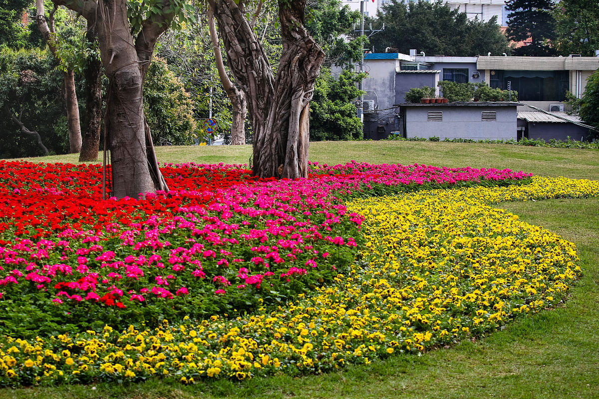 校园里的花坛 写一篇300字小学作文