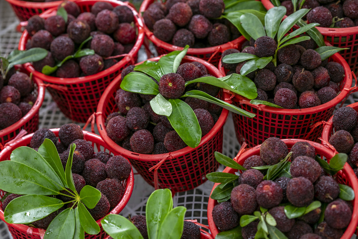 硬丝杨梅好吃吗，