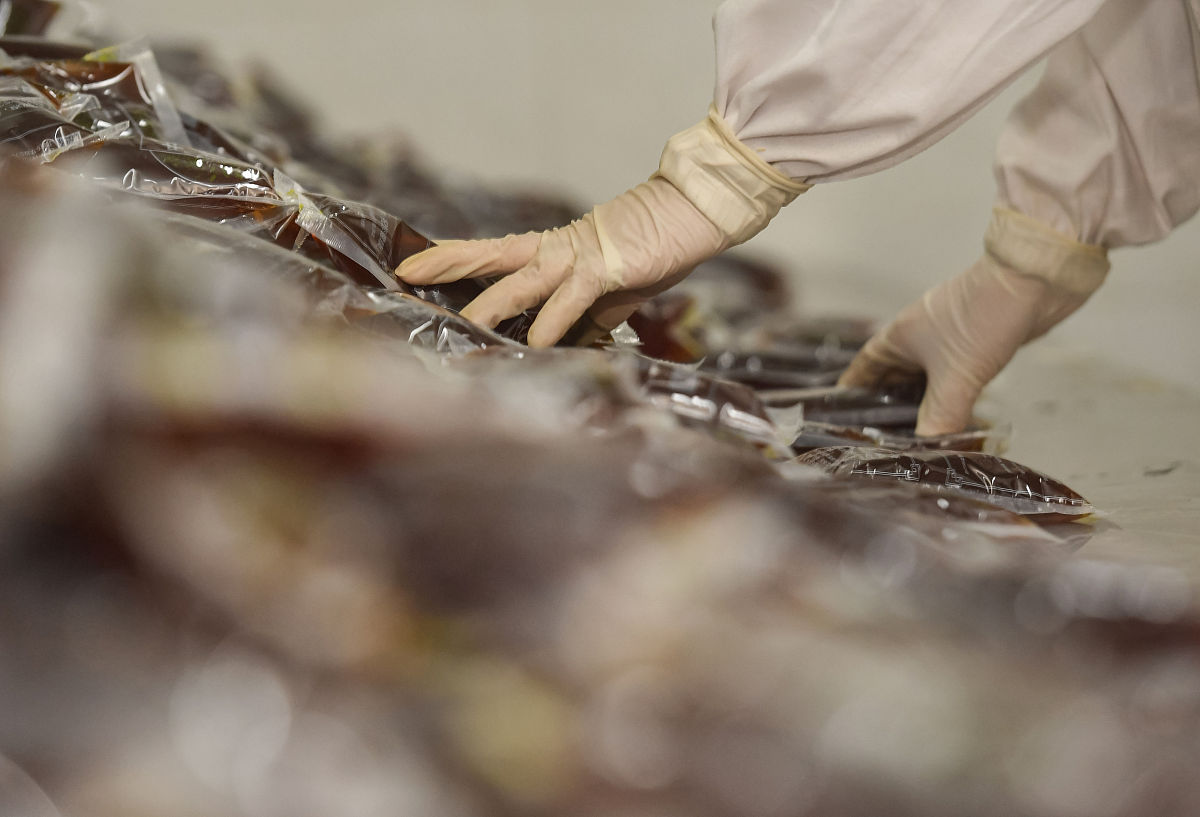 檀香制造加工流程：从采摘到成品的香气之旅