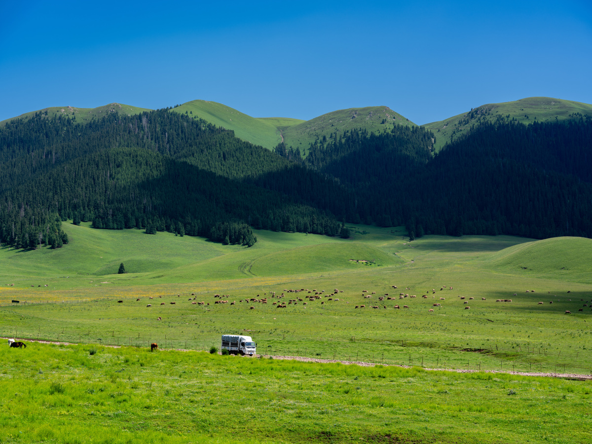 独库公路高山草甸介绍