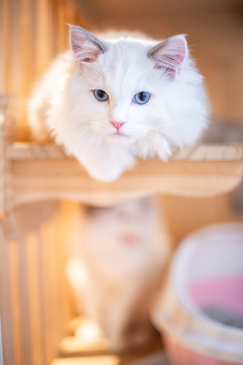 写一篇3分钟宠物猫短视频的文案