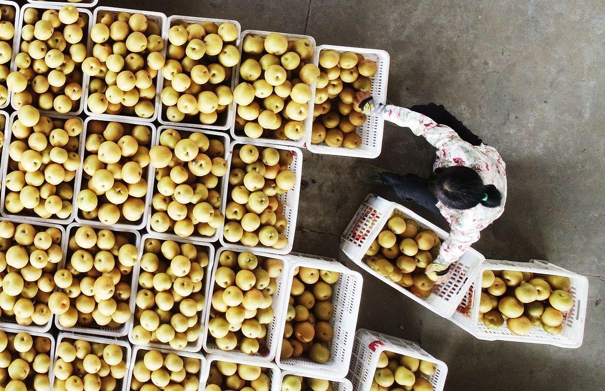 枇杷果核分离机工作原理及流程详解