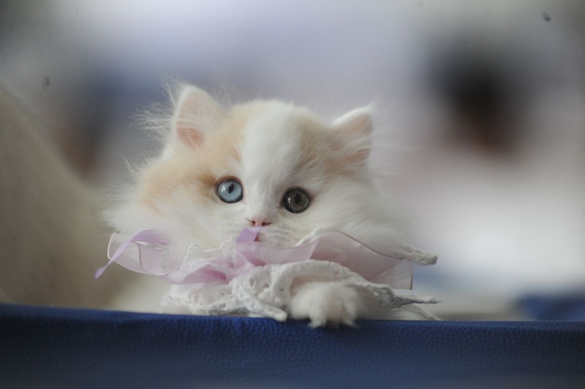 山东职业学院铁道工程技术专业就业方向及前景 - 未来发展趋势