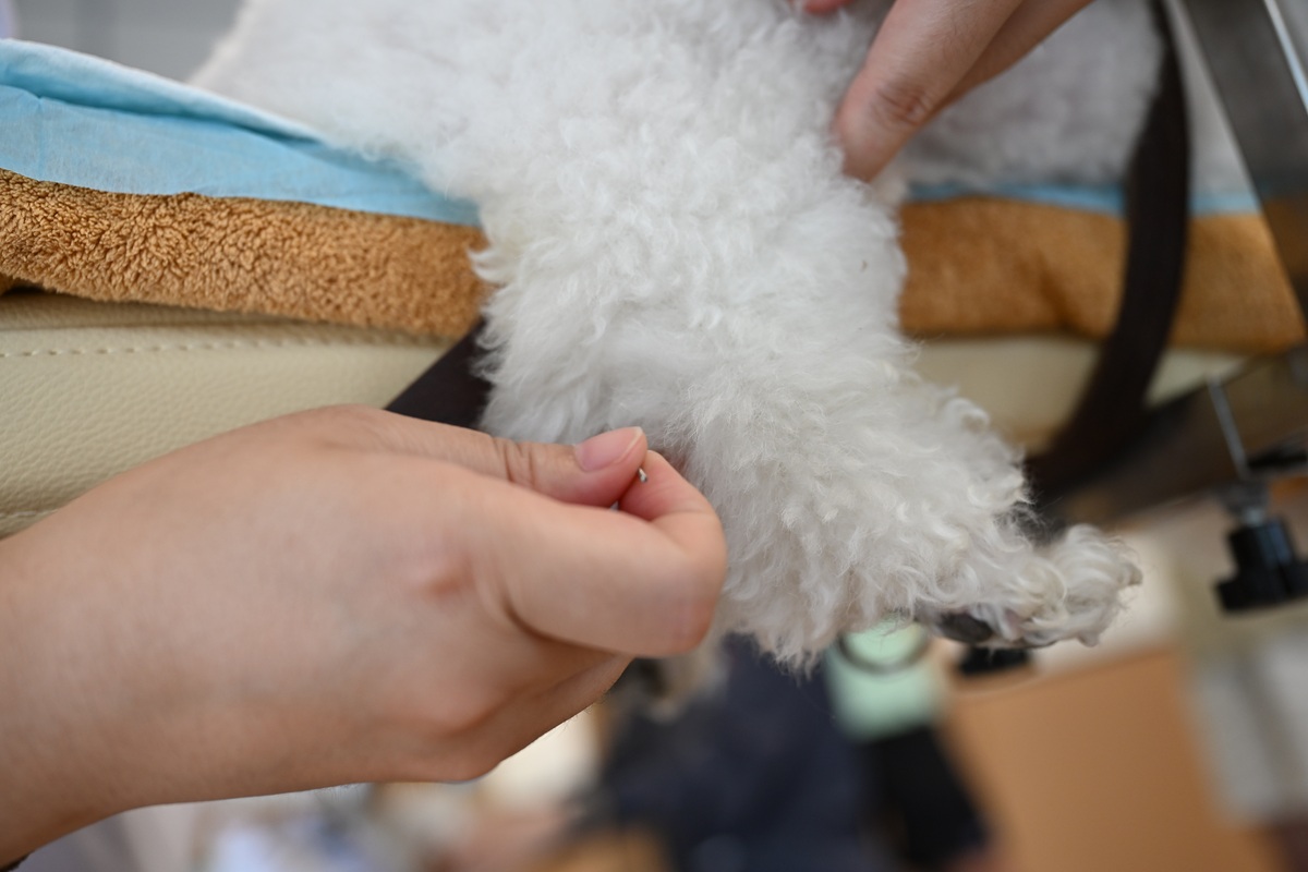 黑龙江农业职业技术学院宠物临床诊疗技术专业专业好不好发展前景怎样