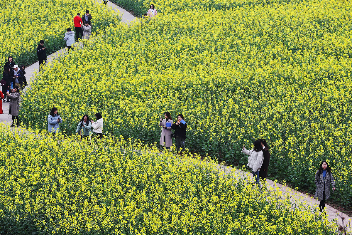 重庆电信职业学院软件技术专业怎么样？发展前景及课程设置解析