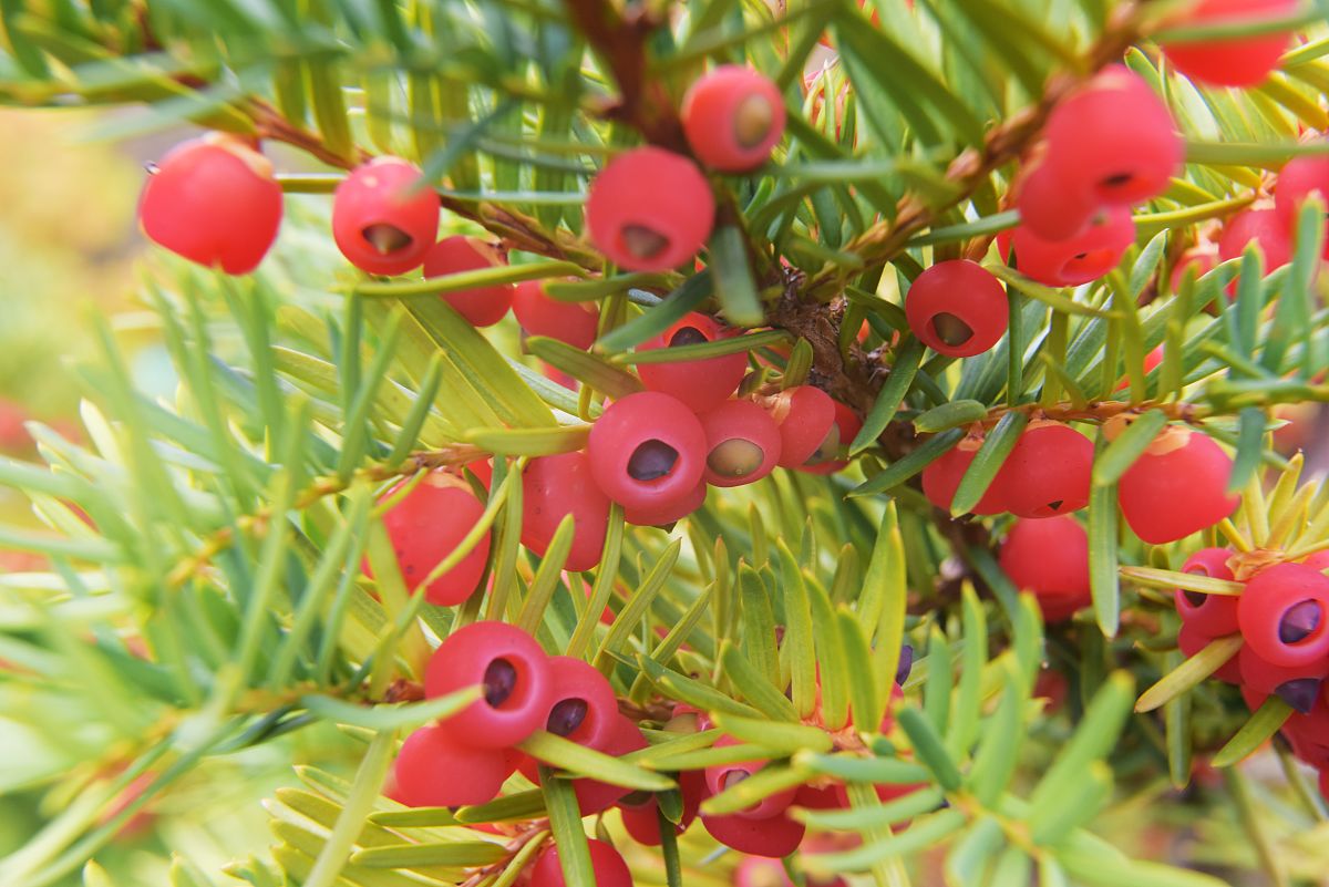 红豆杉的果实能吃吗?有什么作用?