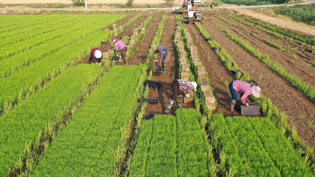 “绿色发展”背景下农民就业问题研究--以大理市为例
选题主要在写谁
