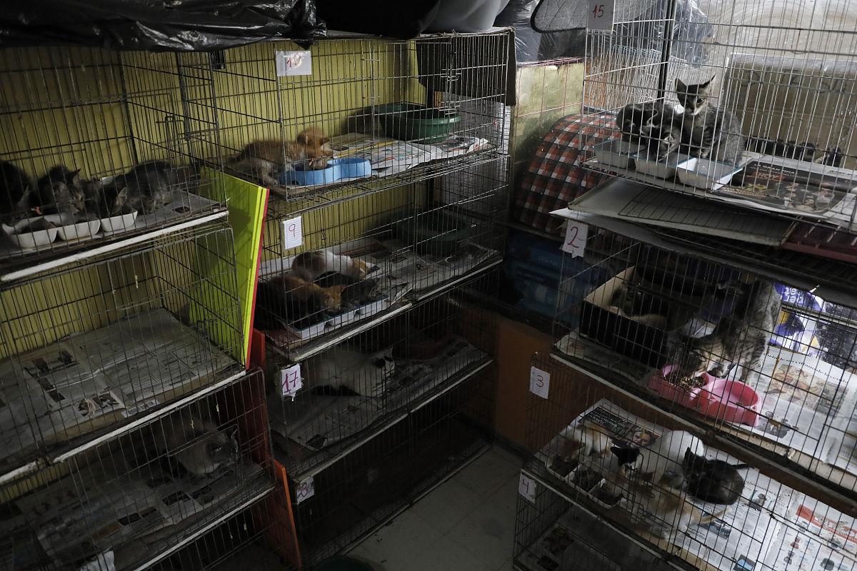翻译：Feline panleukopenia virus DNA shedding following modified live virus vaccination in a shelter setting