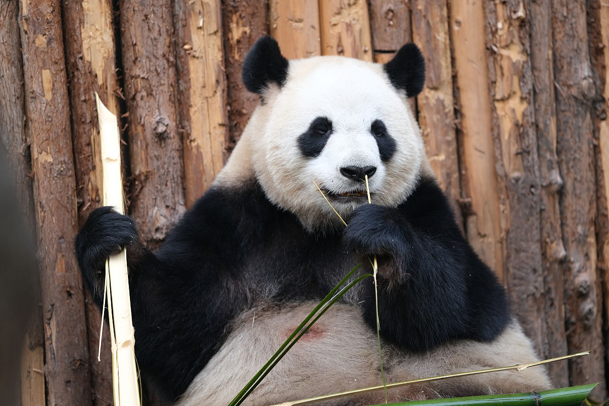 2022年成都金沙职业技术学校招生简章 - 报名指南