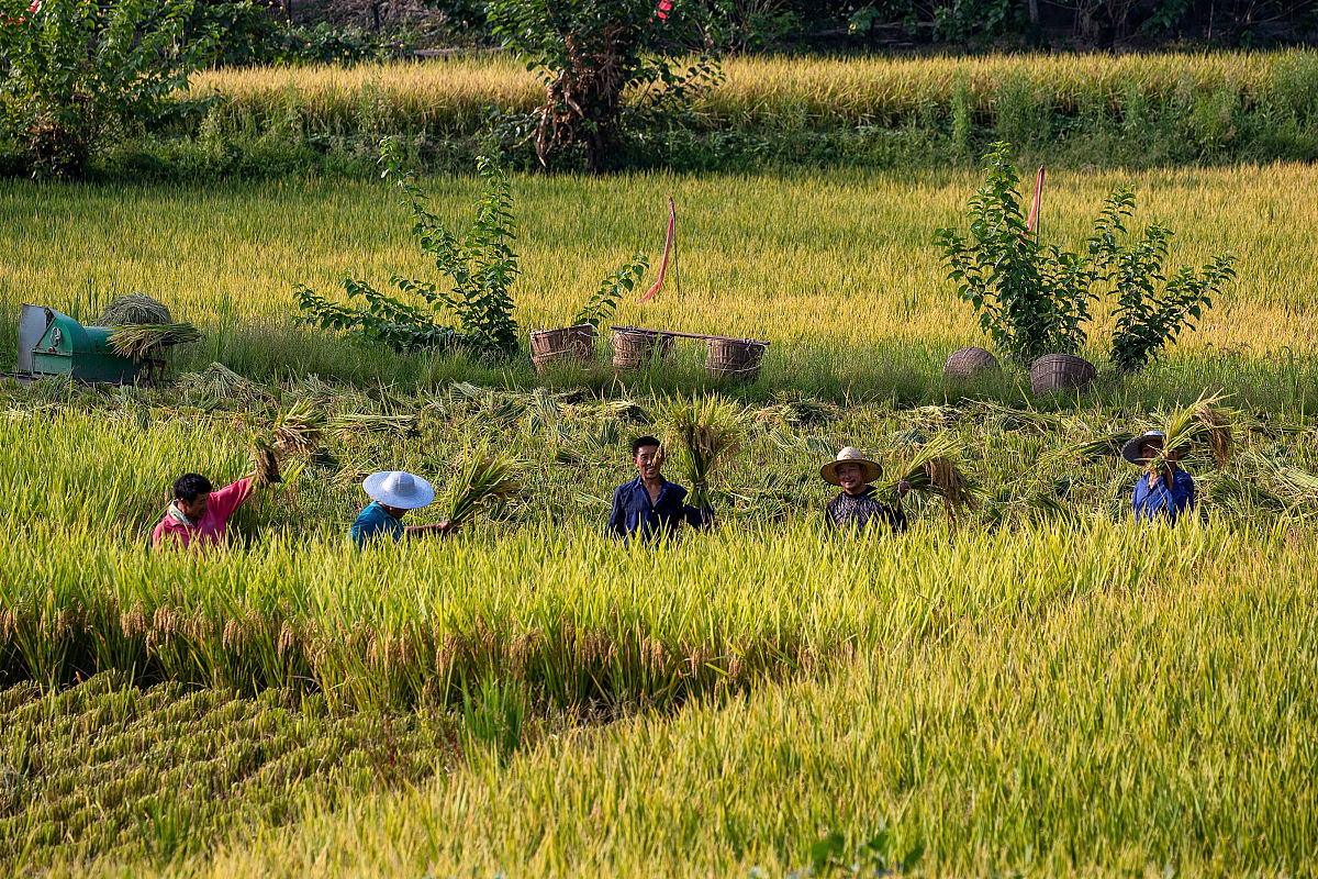 重庆江津适合栽种什么农作物