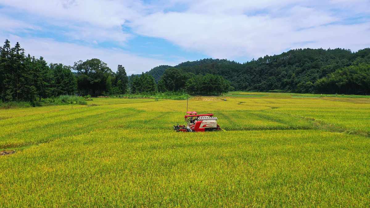 粮食安全调研报告