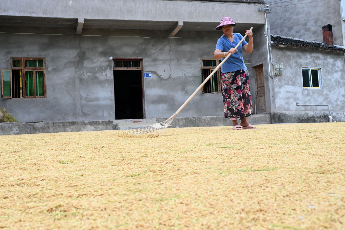 人工打谷子：每一粒粮食都是辛苦的结晶