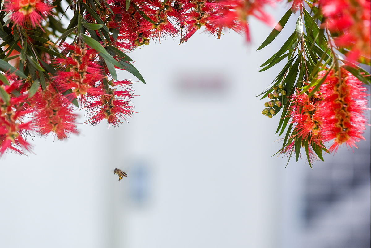 关于碧桂园房产的营销策略研究有哪些综述文献要求是中文推荐5篇