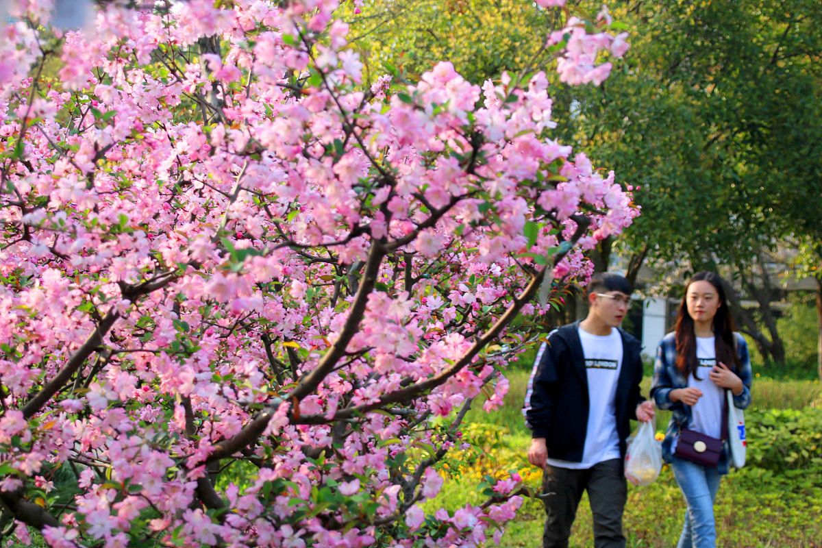 春天的校园：繁花盛放，生机无限