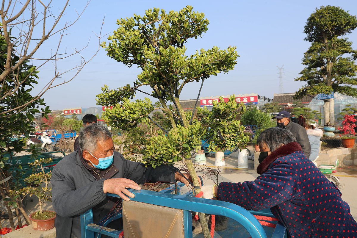 2020年3月12日,当日是一年一度的植树节,在江苏如皋花木大世界新开辟