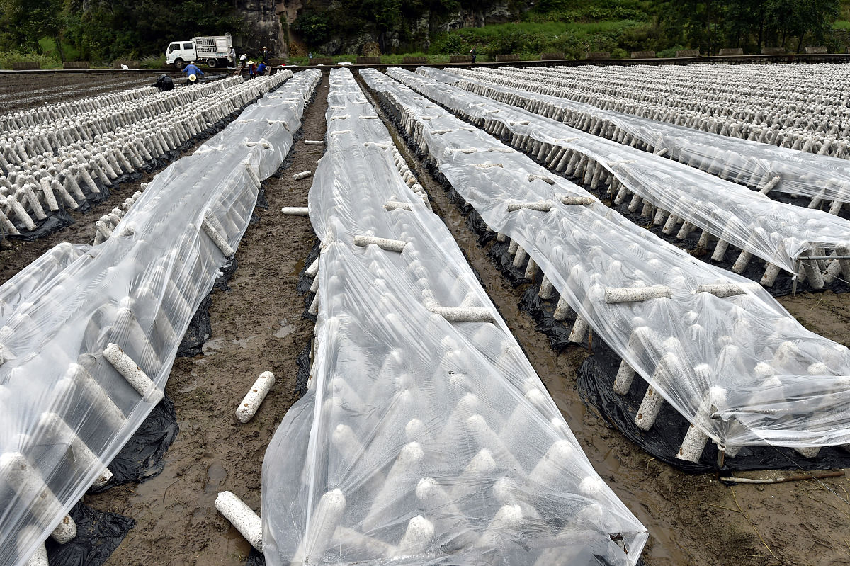 协调中国银行、广发银行、邮储银行等金融机构对黑木耳菌包集中生产供应企业和种植户推出免息低息贷款。协调平安保险公司、太平洋保险公司为公司生产的黑木耳菌包做质量担保。前期为菌农朋友购买公司产品解决资金问题后期为公司产品提供坚强的售后服务保障。拓展一下上述相关资料