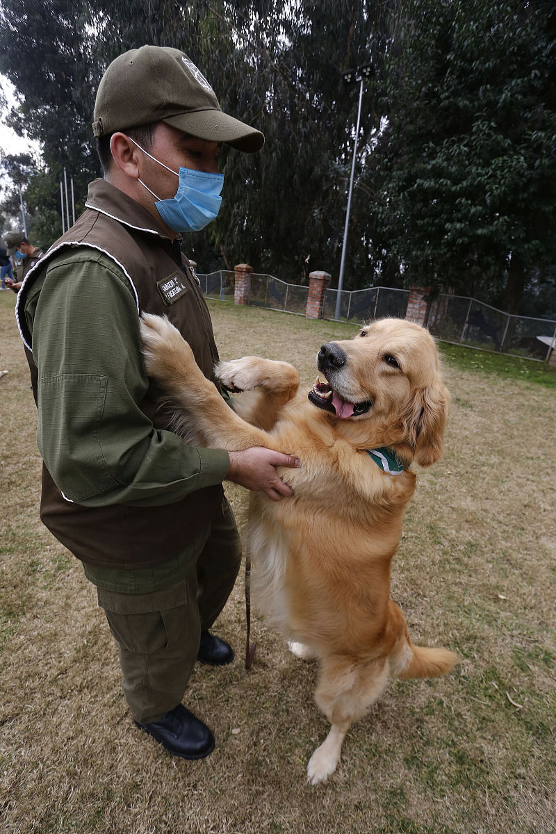 当地时间2020年7月17日,智利首都圣地亚哥,智利警犬训练学校,警察和训