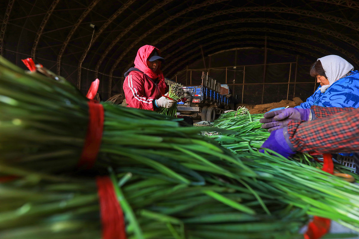 韭菜打捆方法及作用:储存、运输更方便 韭菜打捆方法及作用:储存、运输更方便