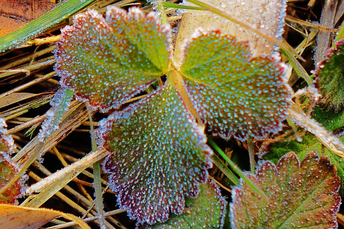 STUDIA GEOPHYSICA ET GEODAETICA期刊介绍 - 地球物理学和大地测量学研究平台