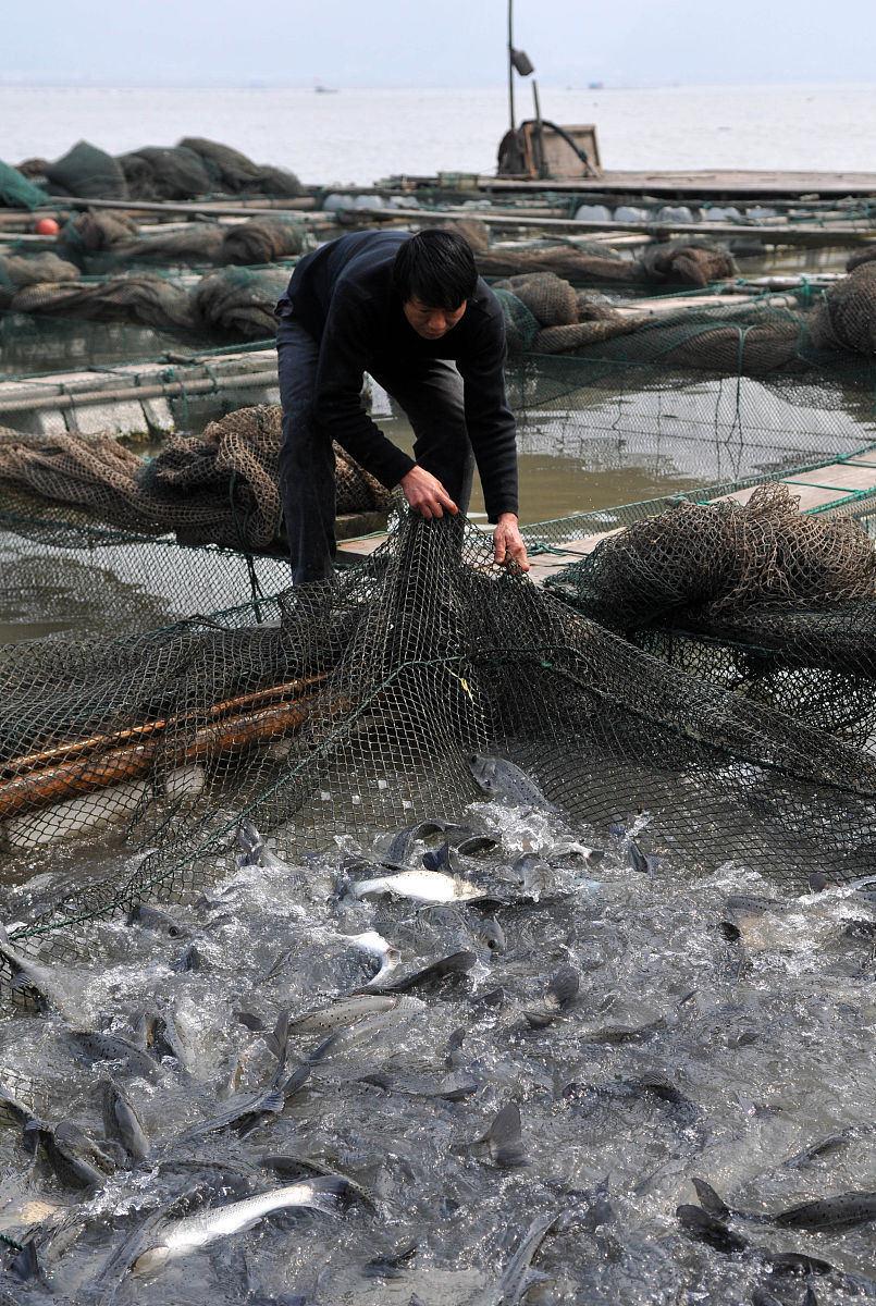 帮我用210字详细描述春季海水温度15左右投放底播海参苗应注意什么