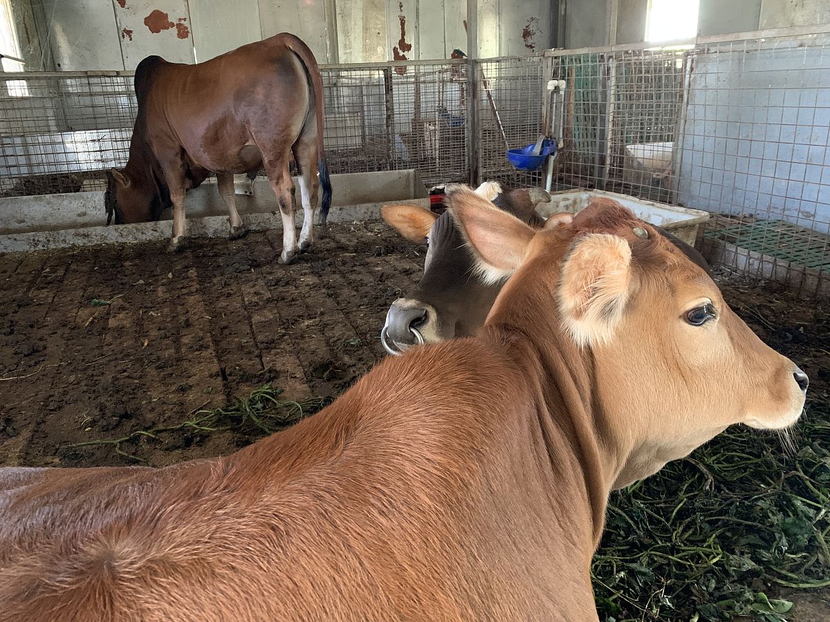 下完牛犊15天的大母牛老想排尿正常吗帮我用200字详细描述