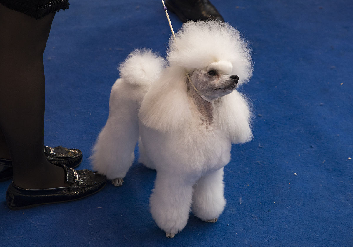 Flight 小型犬哪个品种不容易掉毛？