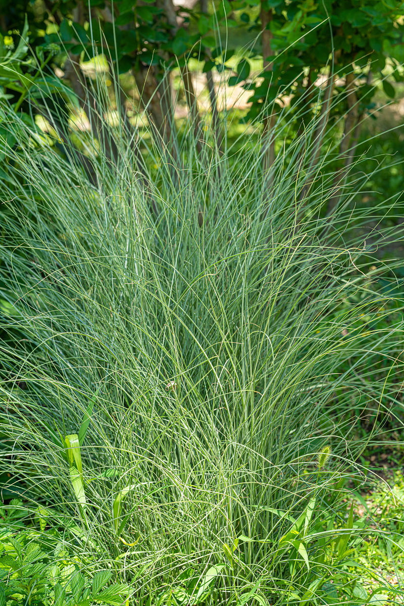 2021年6月6日,北京植物园.晨光芒(学名:芒,拉丁学名:miscanthus sinen