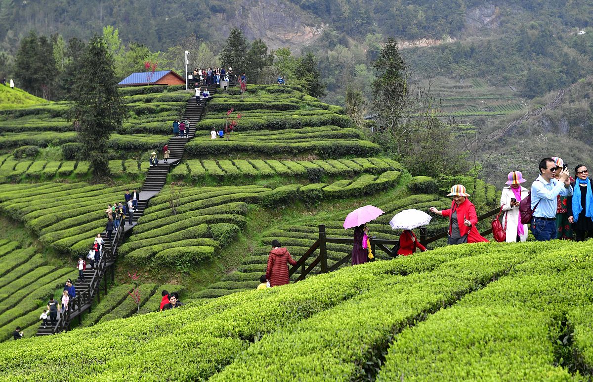 福鼎茶节：探秘中国白茶之乡