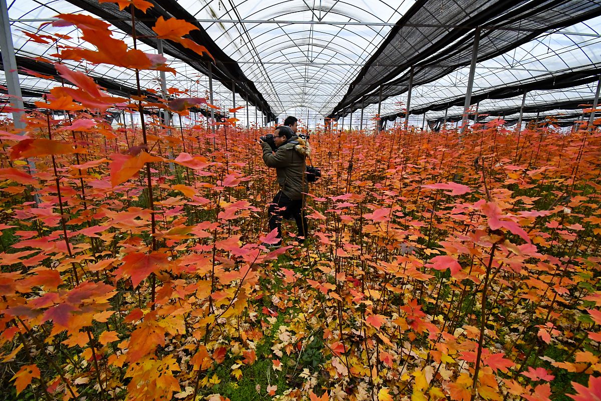 抚州专升本考试：报名条件、考试科目及院校选择