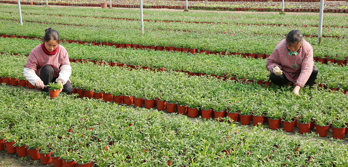 甘肃中草药种植专业哪个学校好