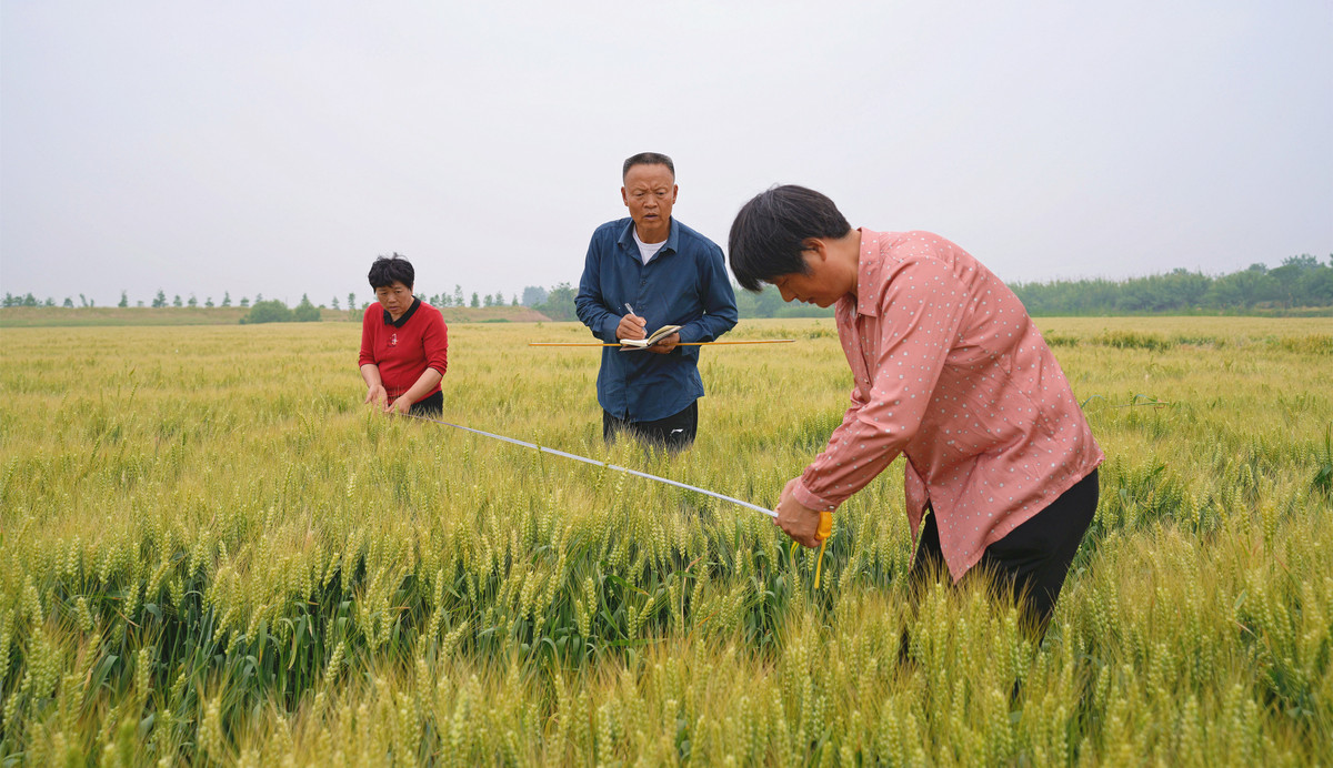 西安长安区农业局共商小麦种虫害防治大计