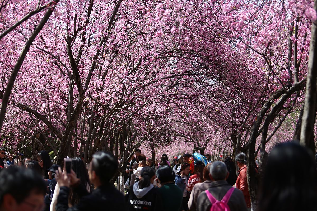 与春共舞 写一篇300字小学作文