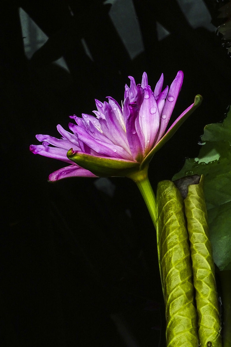 2019年7月19日,北京,中国科学院植物研究所植物园的温室内展出的荷花.