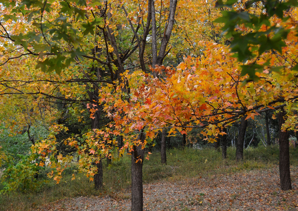 识秋 写一篇300字小学作文